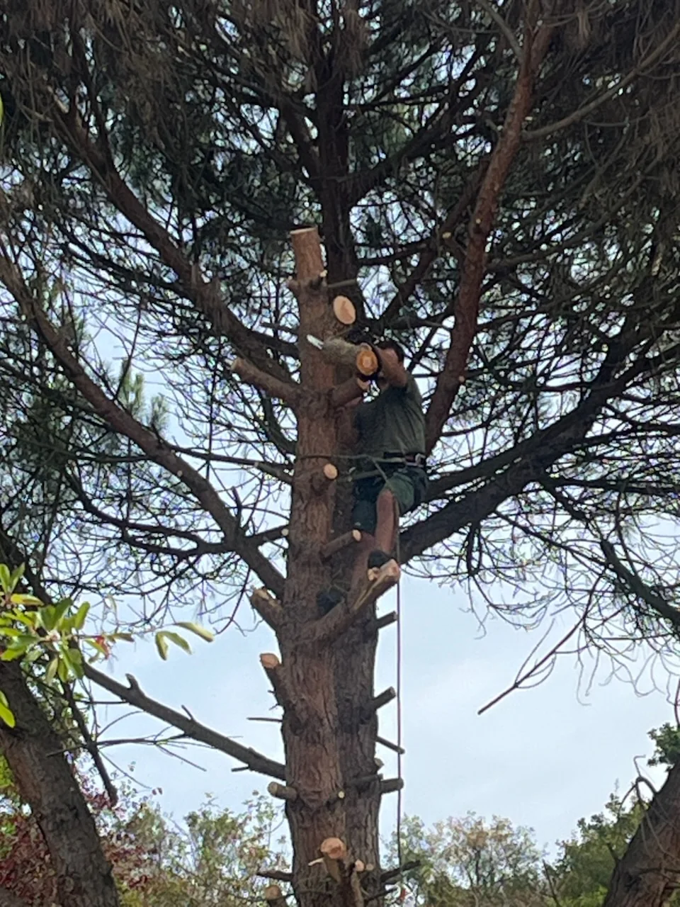 Travaux d’élagage en hauteur sur un arbre