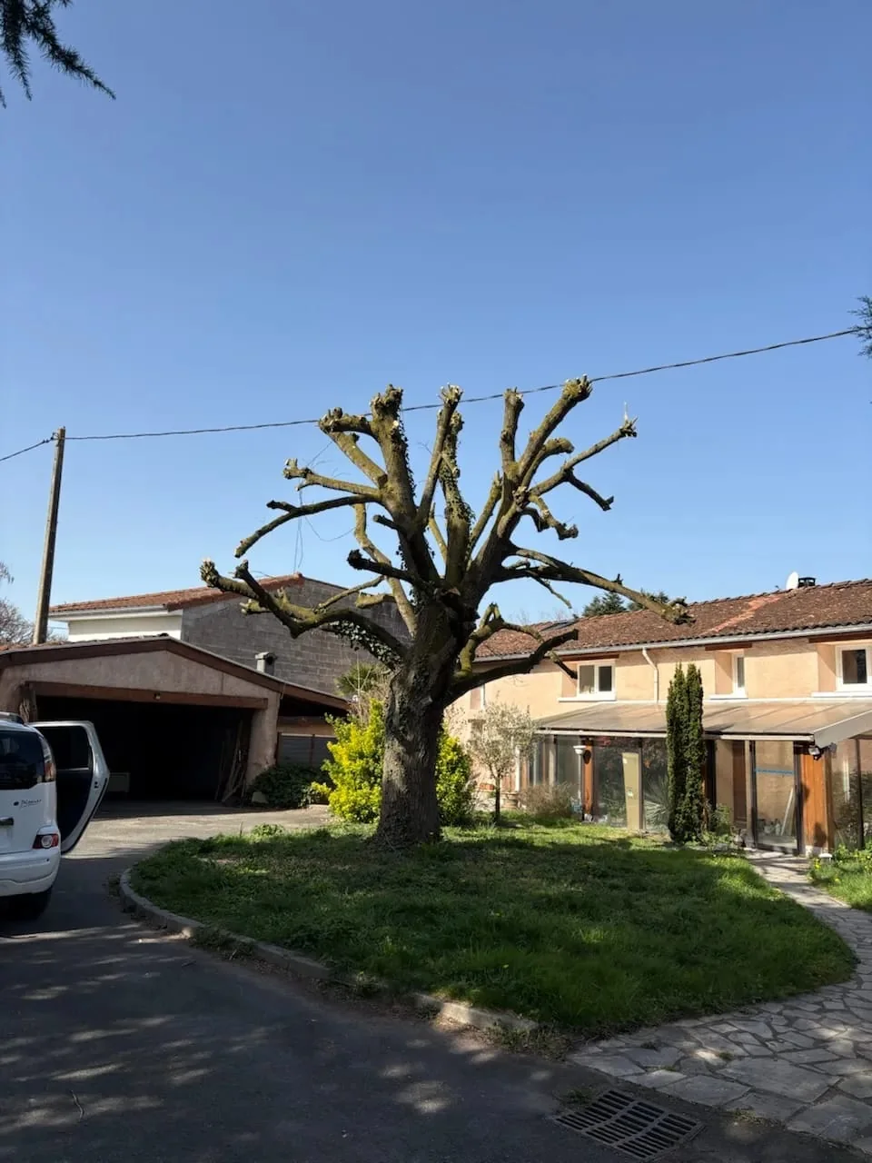 Grand arbre taillé dans un jardin résidentiel