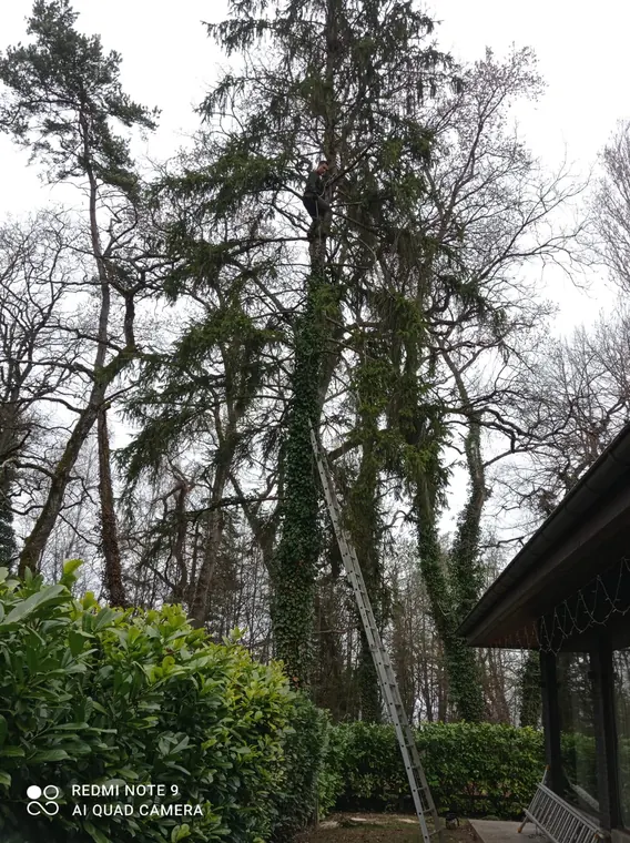 Intervention arboricole sur un grand arbre