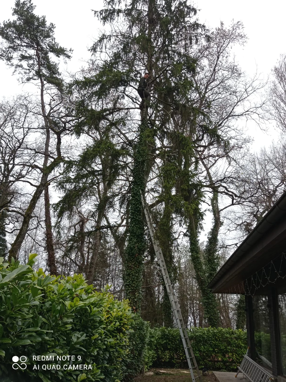 Intervention arboricole sur un grand arbre