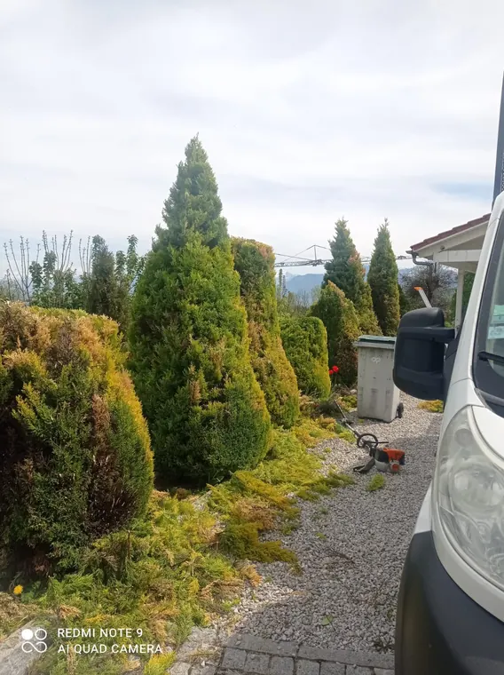 Entretien de conifères dans un jardin