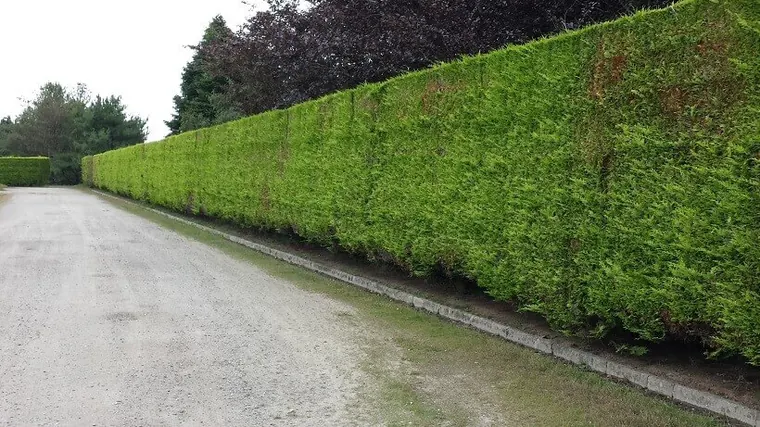 Haie longue en bord de voie